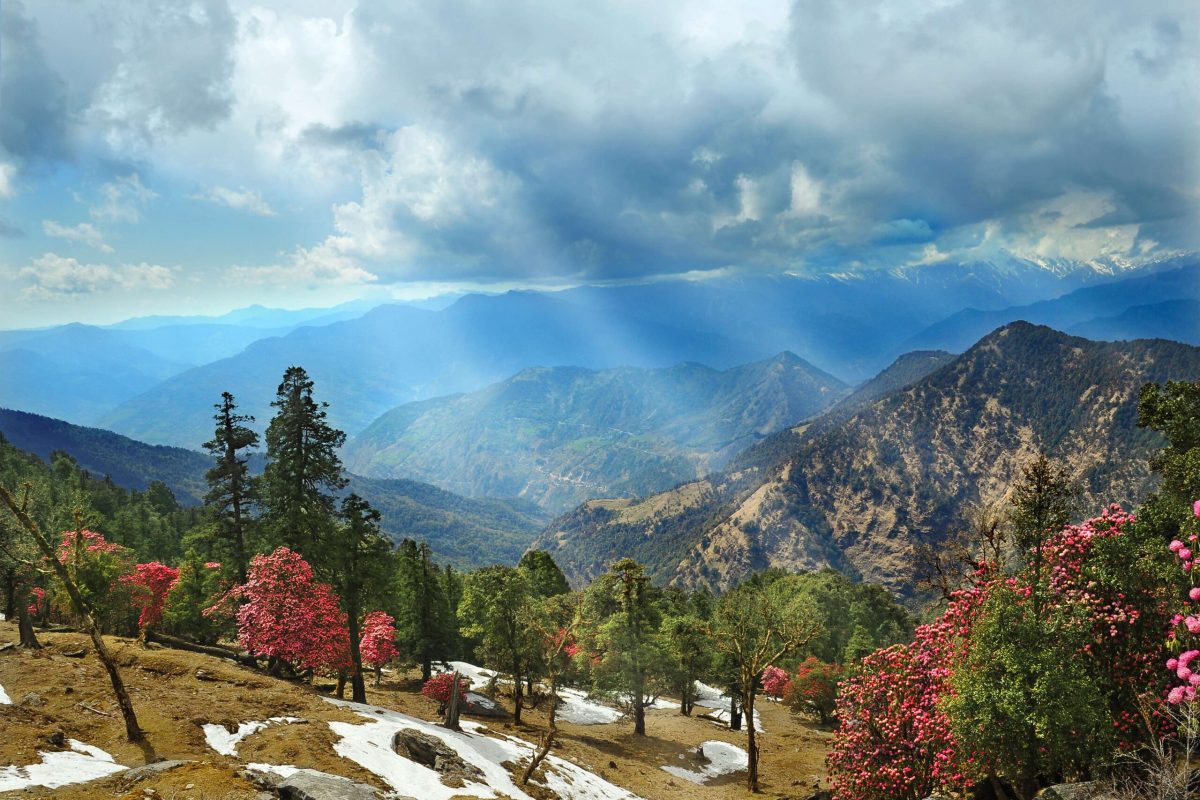 BloomingRhododendronForest_1432206825_NQvgOC