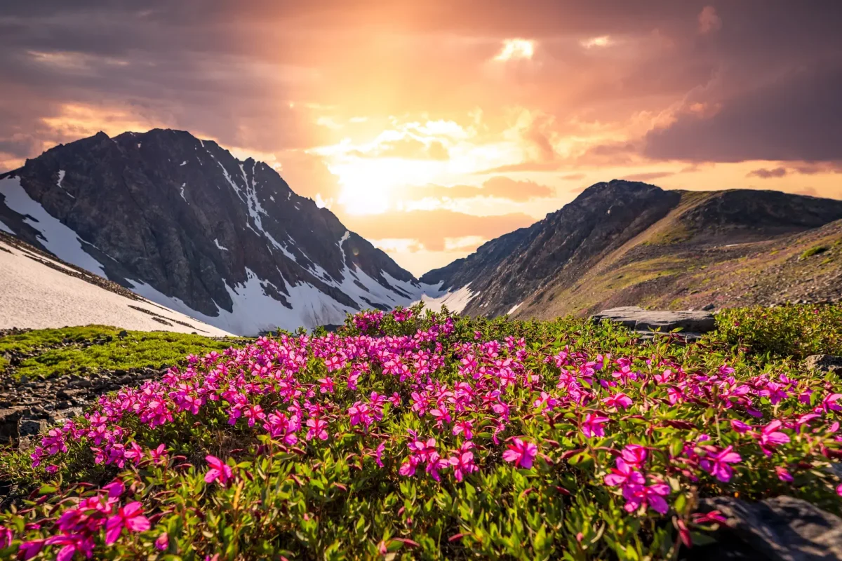 uttrakhand-valley-of-flowers-trek